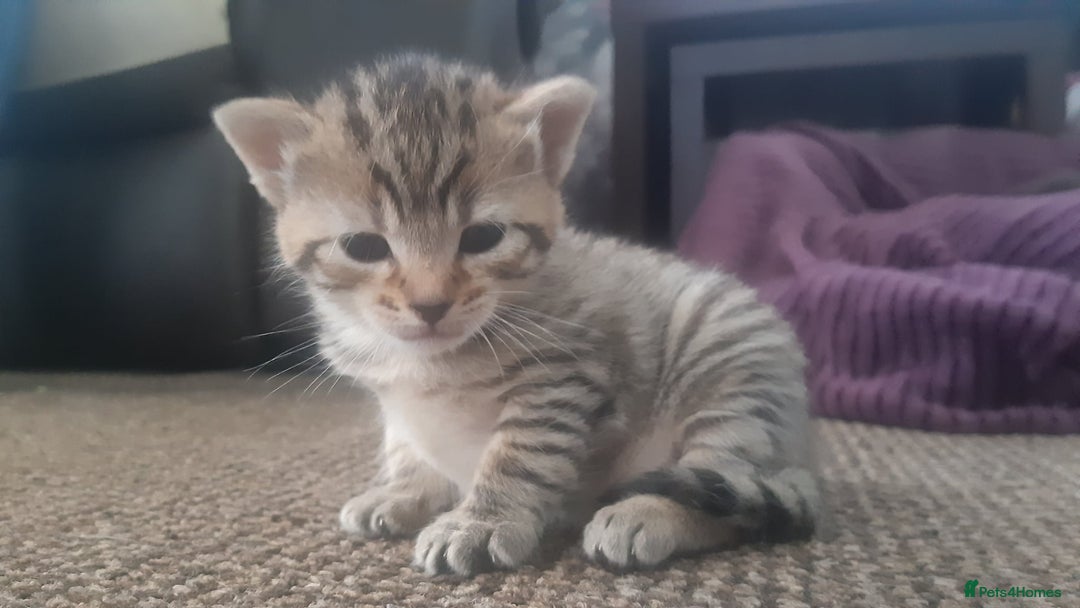 Mixed Breed cats for sale: Male tabby  - Image 7