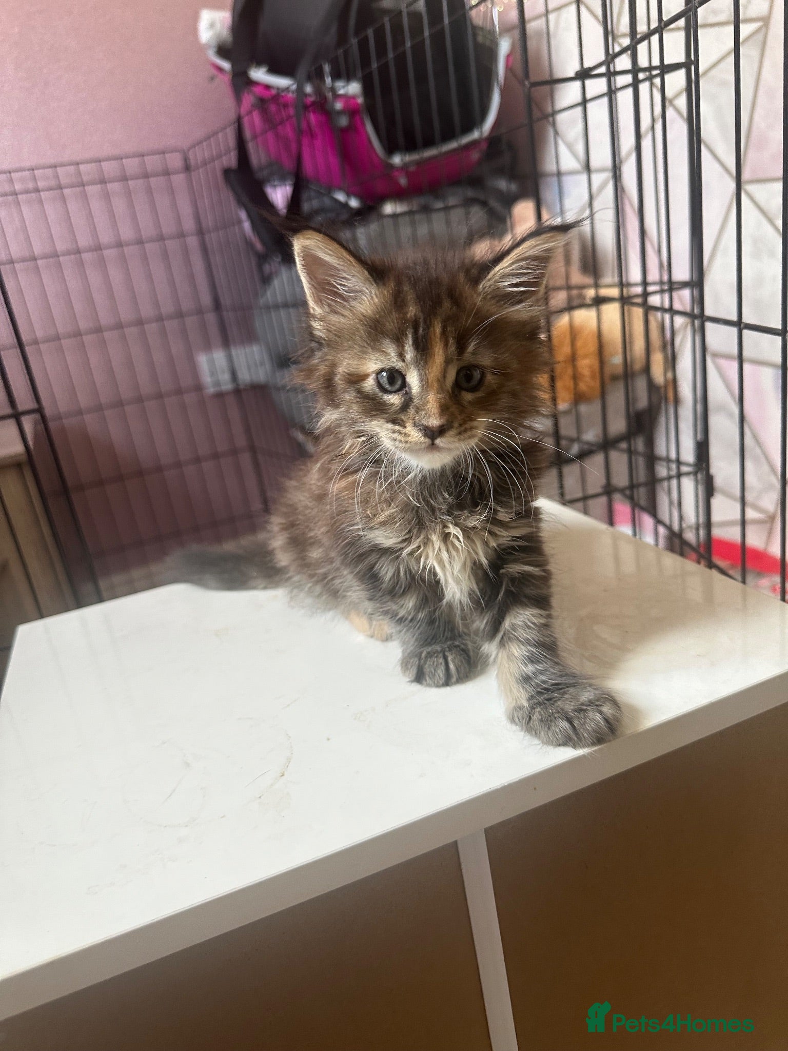 Maine Coon cats LuxuryMaine Coon kittens & can do payment plan - Advert 6