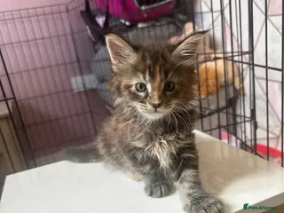 Maine Coon cats LuxuryMaine Coon kittens & can do payment plan - Advert 6