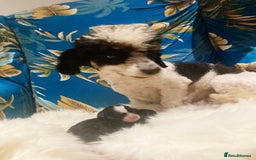 Cavapoo dogs for sale: The wait is over Petite Toy Cavapoo puppies  - Image 5