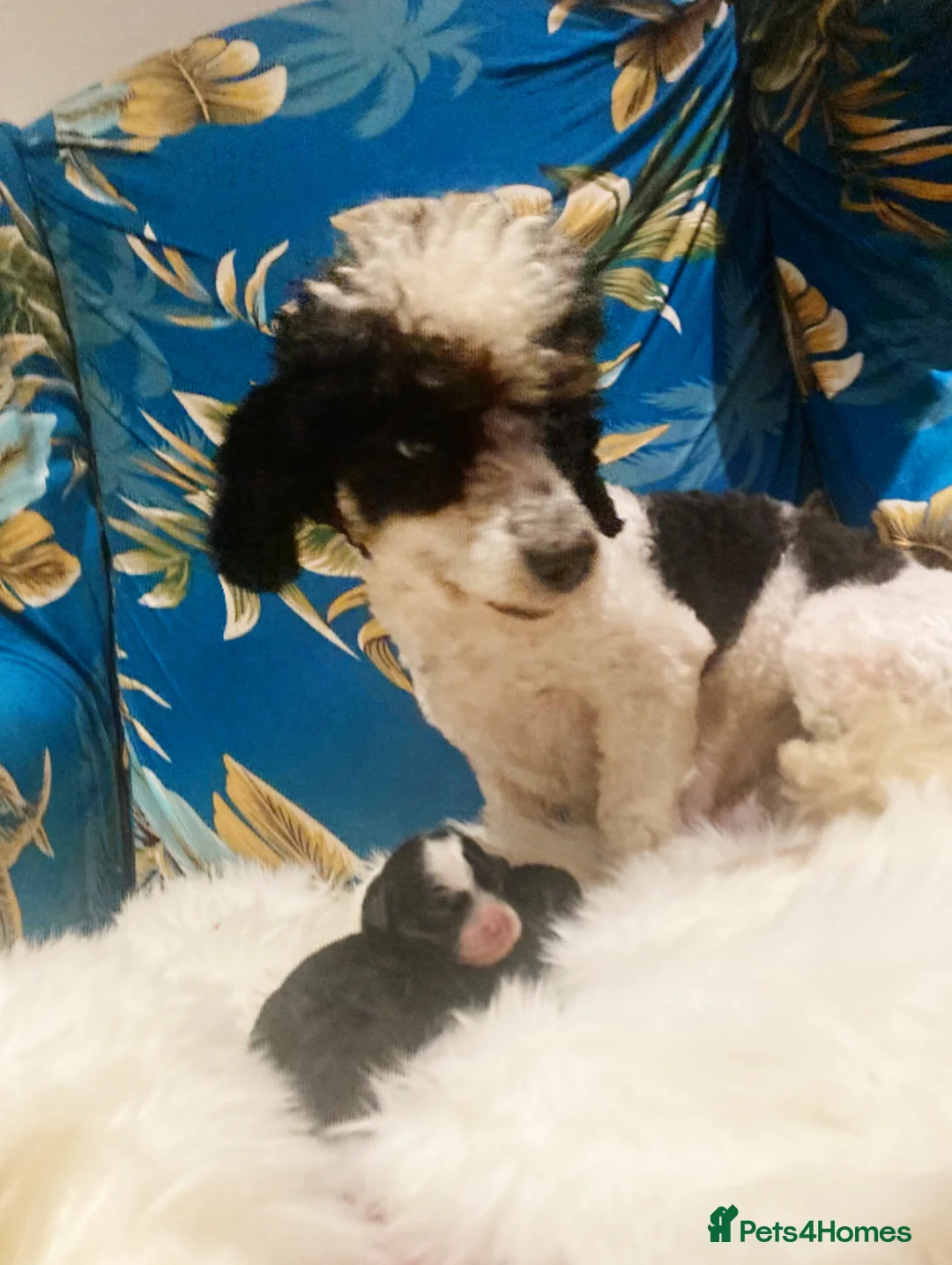 Cavapoo dogs for sale: Toy cavapoo WAITING LIST - Advert 21