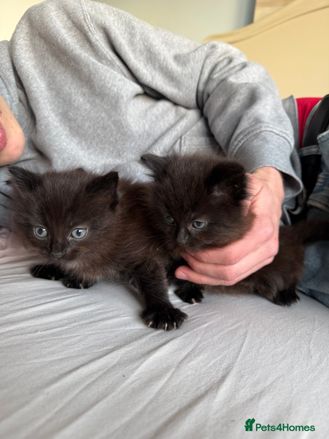 Mixed Breed cats for sale: Brown kittens for sale - Advert 5