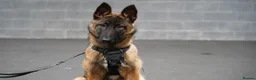 Belgian Shepherd Dog dogs for sale:  7-Month Malinois – Trained Security Prospect - Advert 5