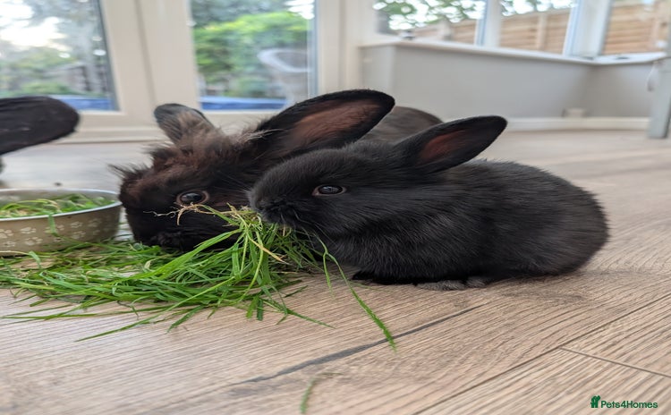 Mini Lion Lop rabbits - Advert 2