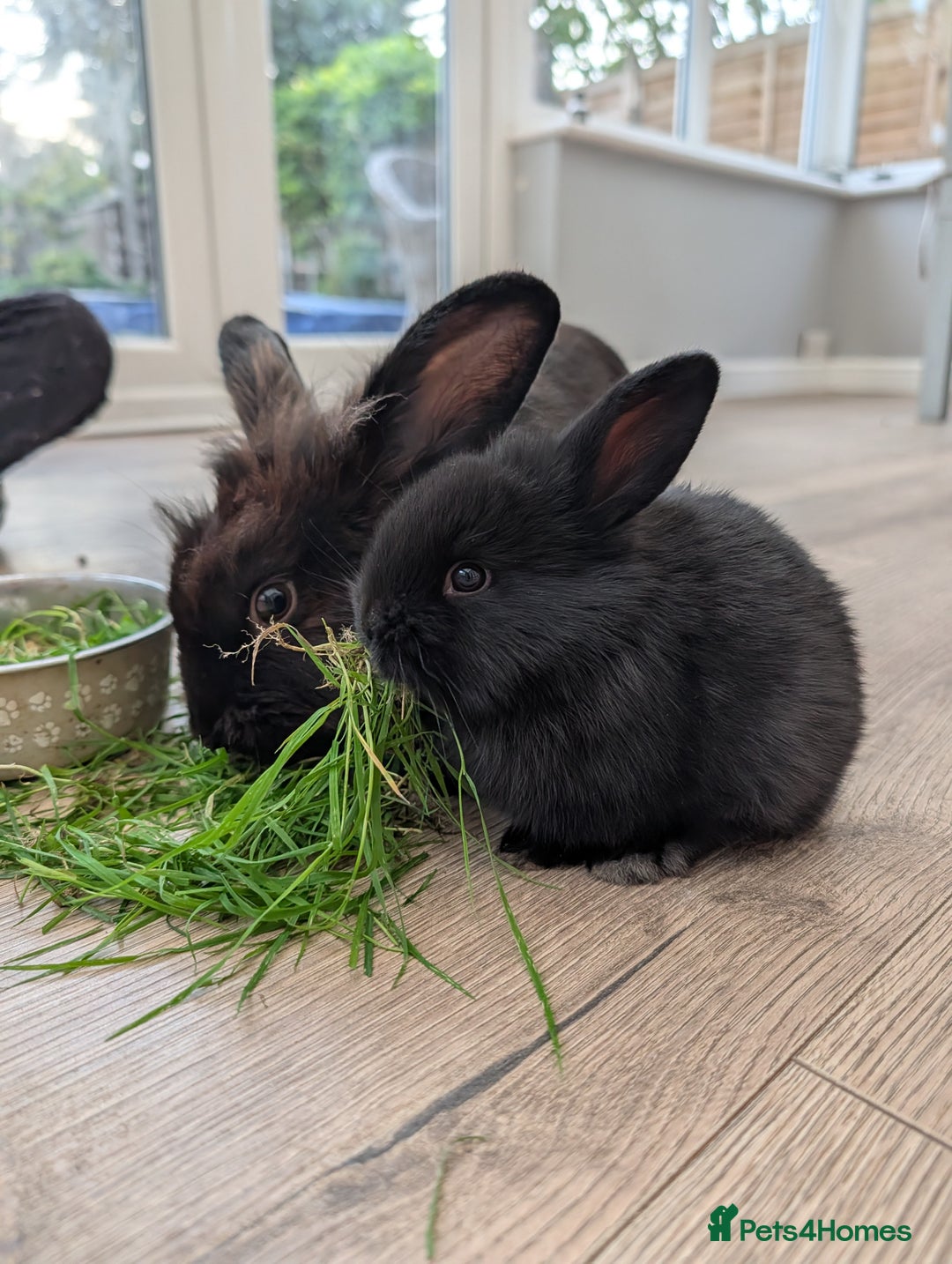 Mini Lion Lop rabbits for sale: MINI LOP babies for sale.  - Image 1