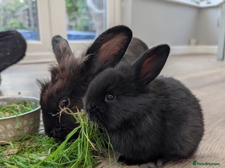 Mini Lion Lop rabbits - Advert 25