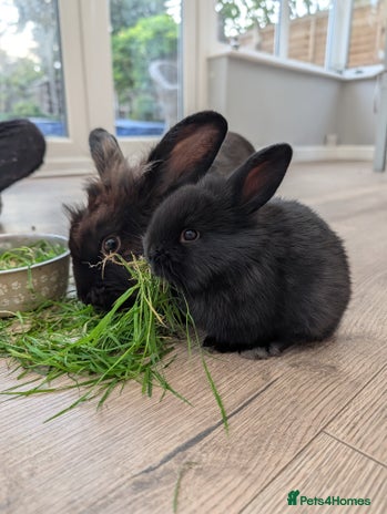 Mini Lion Lop rabbits - Advert 3