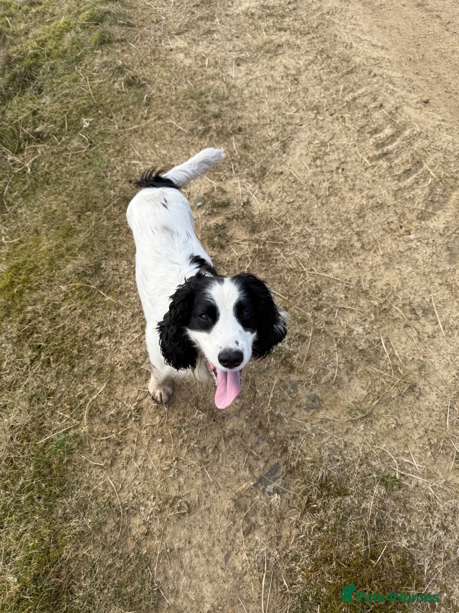 Cocker Spaniel dogs 6 beautiful little boys for sale  - Advert 2
