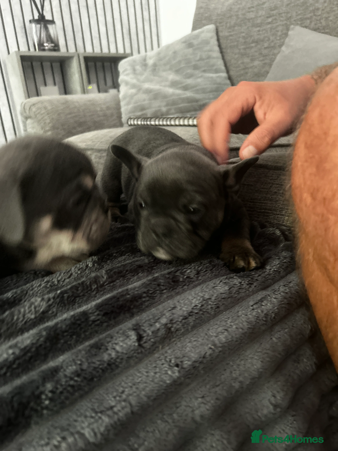Mixed Breed dogs for sale: Stunning F1 (French x British Bulldog) Puppies - Advert 12