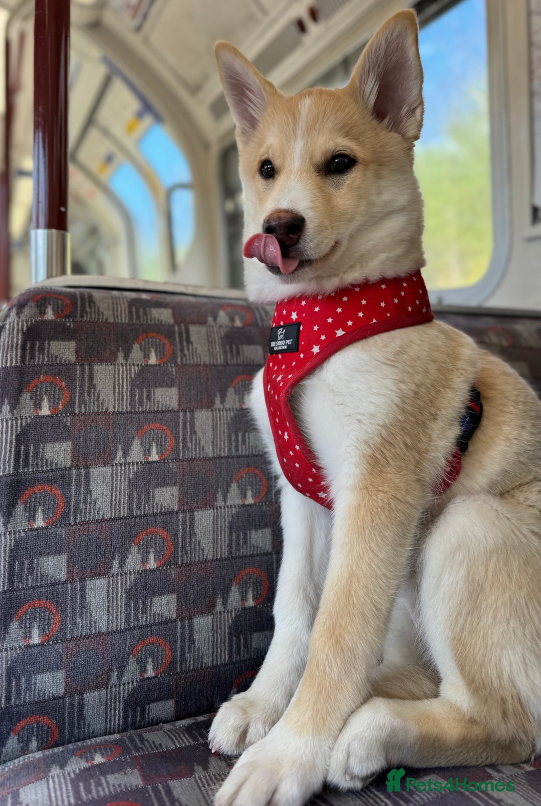 Mixed Breed dogs for sale: 💛Pomsky & Czechoslovakian Wolfdog Puppy Sisters🤎 - Image 10