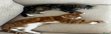Mixed Breed 1