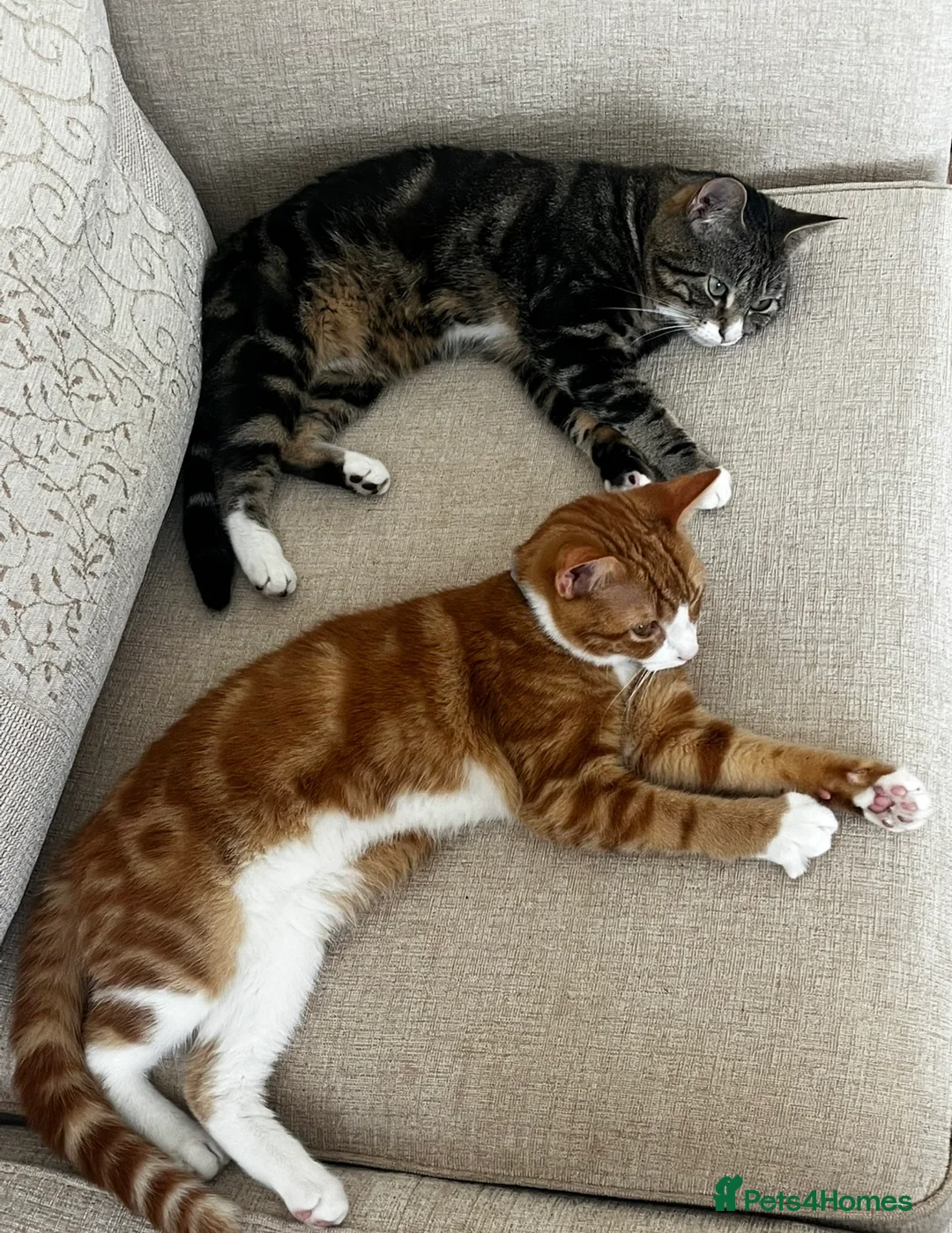 Mixed Breed cats for sale: Ginger Male Kitten - Advert 2