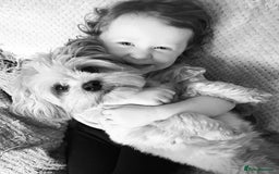 Lhasa Apso dogs for sale: 3rd generation Lhasa poo puppies  - Image 13