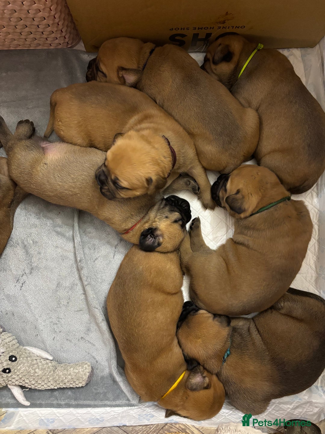 Bullmastiff dogs for sale: Beautiful litter of KC Reg bullmastiff puppies - Advert 4