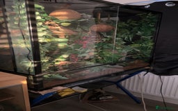 Gecko reptiles for sale: Harlequin Tricolour Crested Gecko + Large Tank - Advert 26