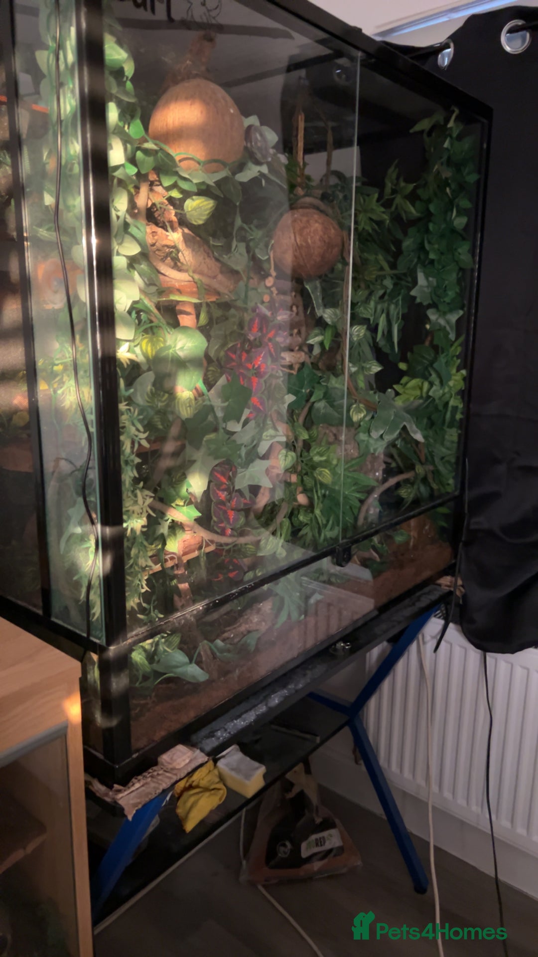 Gecko reptiles for sale: Harlequin Tricolour Crested Gecko + Large Tank - Advert 26