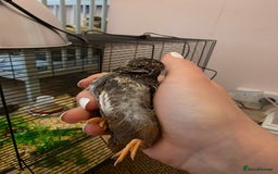 Quail poultry for sale: Chinese Painted Quail - Image 1