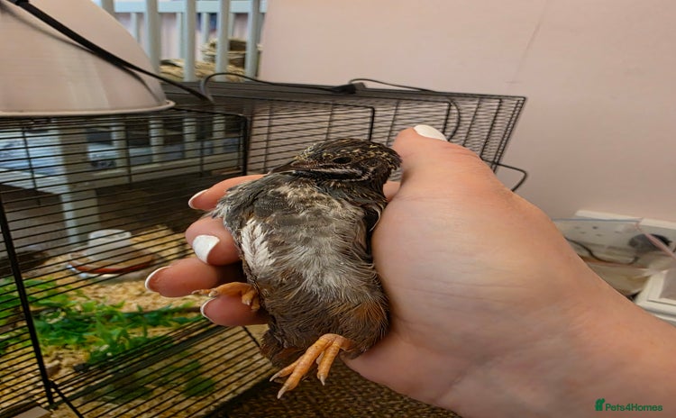 Quail poultry - Advert 3
