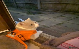 British Shorthair cats for sale: 8 month female BSH kitten- TICA registered - Image 5