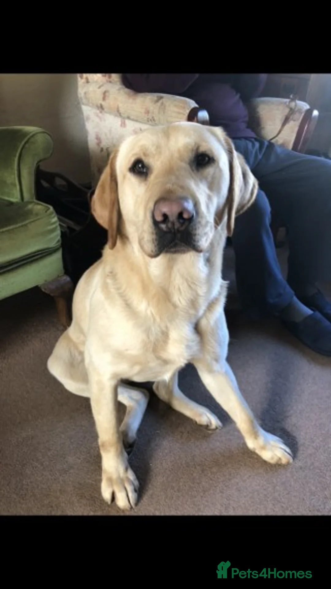 Labrador Retriever dogs for stud: At Stud - "Dirty Harry" in Chelmsford - Advert 2