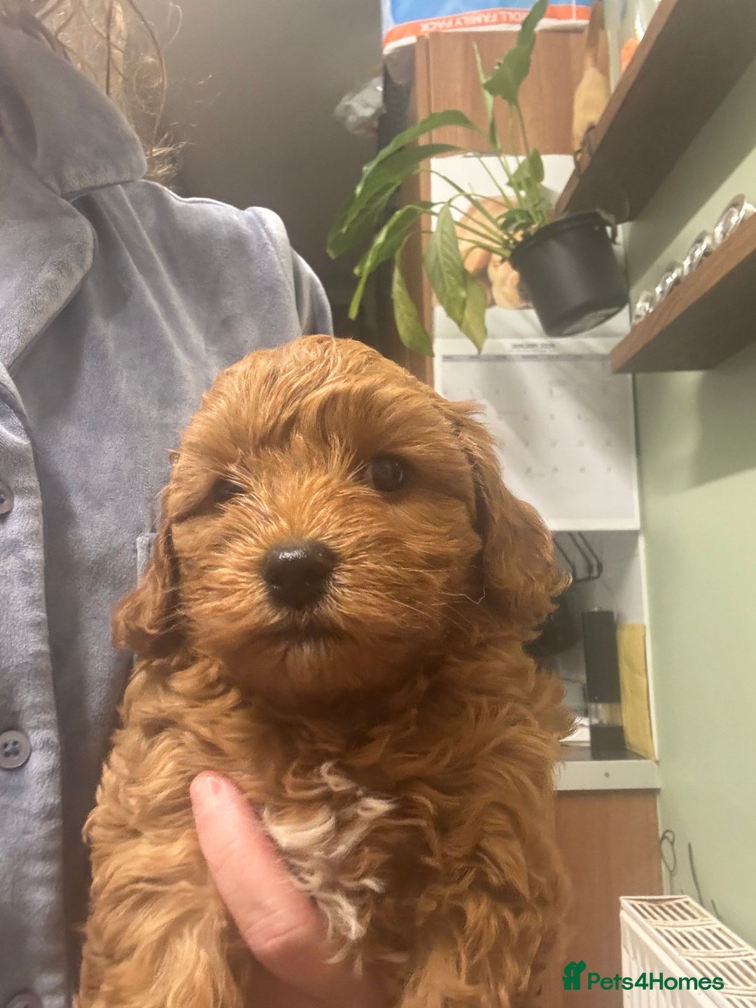 Cavapoo dogs for sale: Stunning cavapoo  - Advert 6