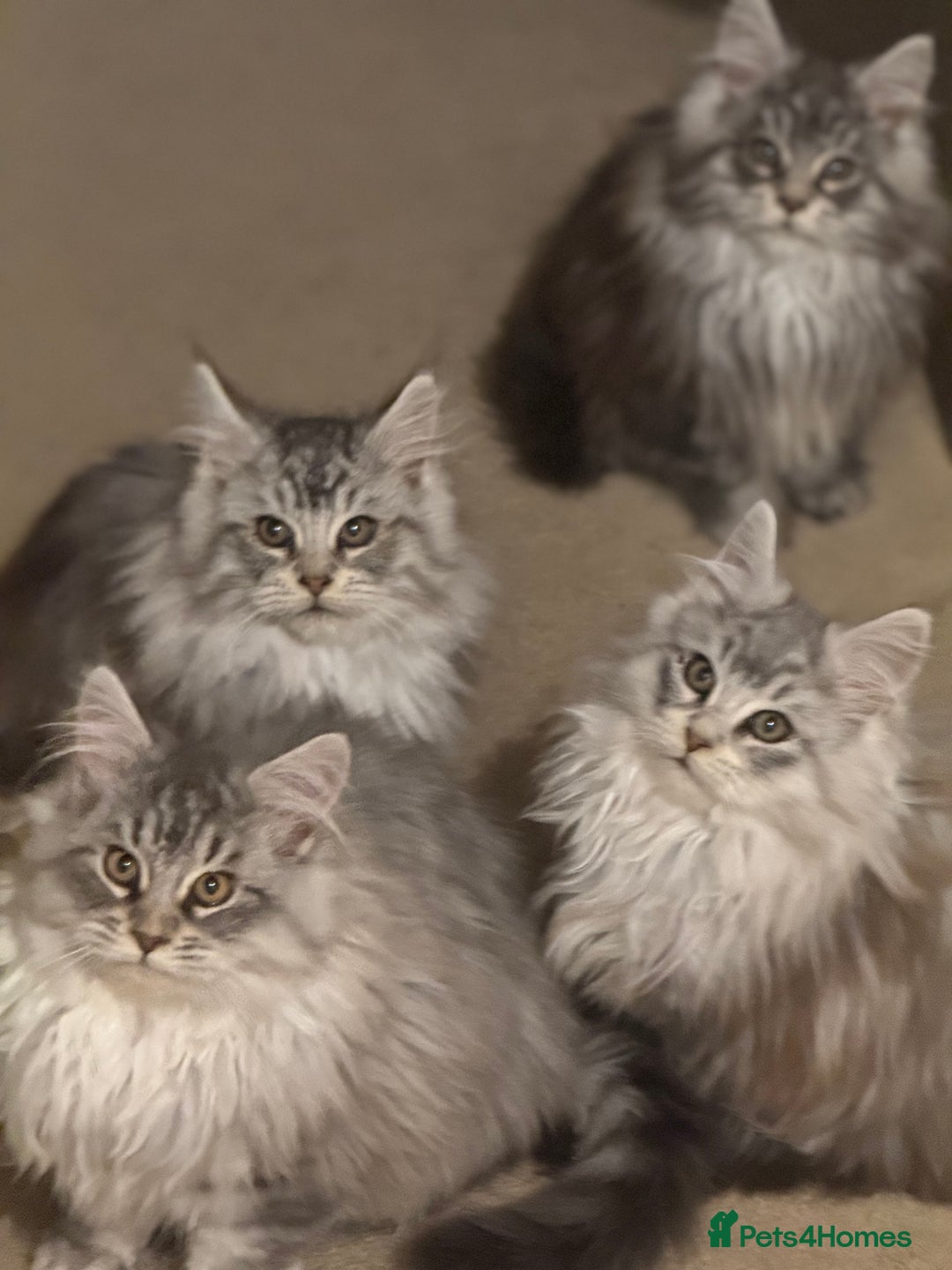 Maine Coon cats for sale: Maine Coon kittens Ready Now just the girl left  - Advert 7