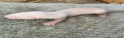 Ferret rodents for sale: 9 ferret kits - Advert 16