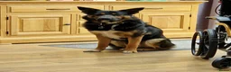 Mixed Breed dogs for sale: Black & Tan Male Shollie – 2 Years Old  in Nottingham - Advert 3