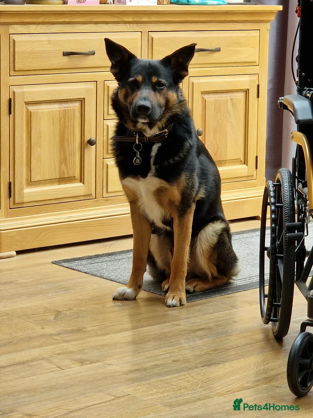 Mixed Breed dogs for sale: Black & Tan Male Shollie – 2 Years Old  in Nottingham - Advert 3