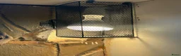 Bearded Dragon reptiles for sale: Bearded dragon  in ELY - Advert 4