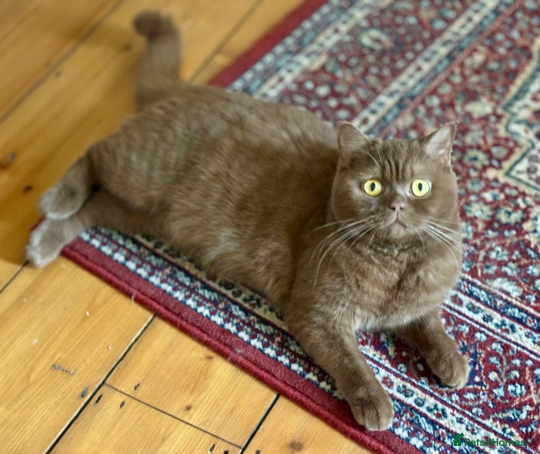 British Shorthair cats for sale: GCCF BSH show quality kittens  - Advert 10