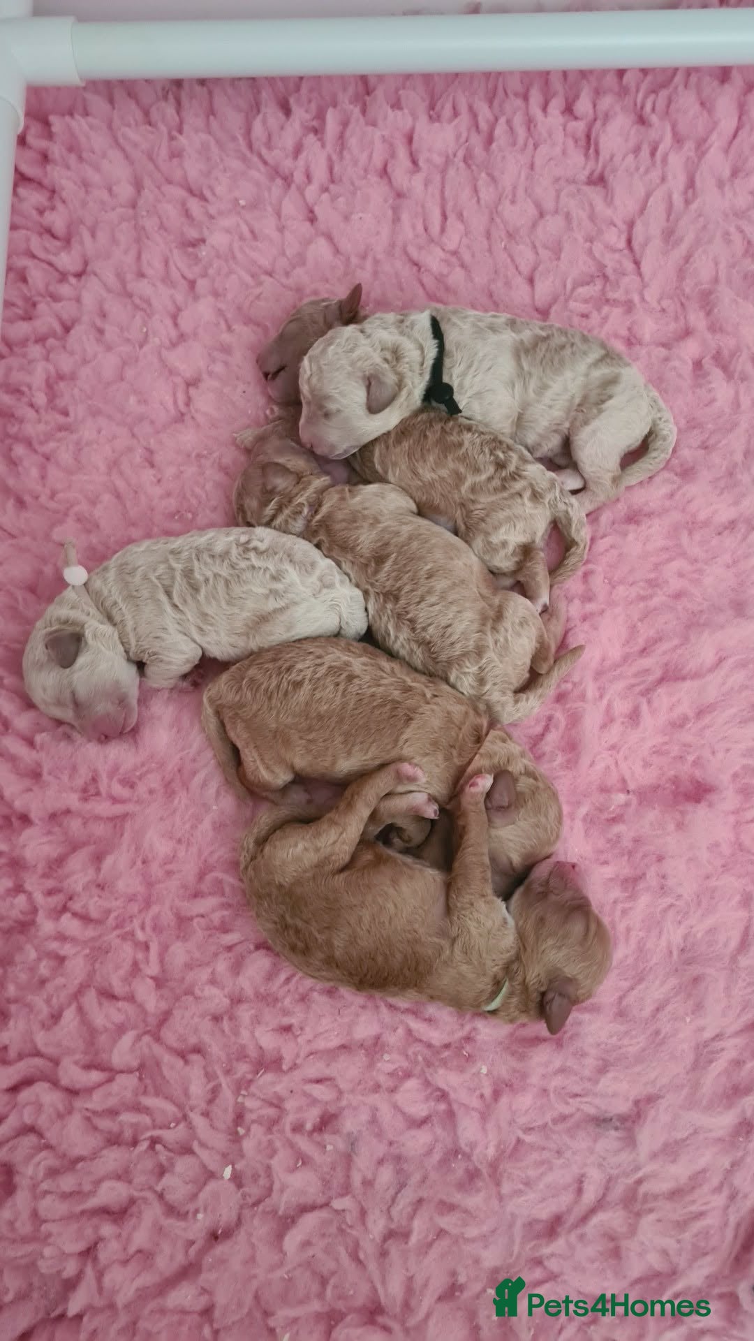 Poochon dogs for sale: Beautiful poochons  - Advert 4