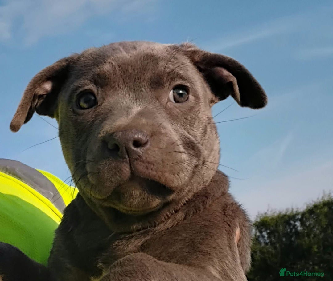 Staffordshire Bull Terrier dogs for sale: ‼️READY NOW Blue Staffy puppies 8 week old‼️ in Birmingham - Image 6