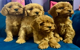 Cavapoo dogs for sale: Ready to go🏡 ONLY girls !  - Image 8