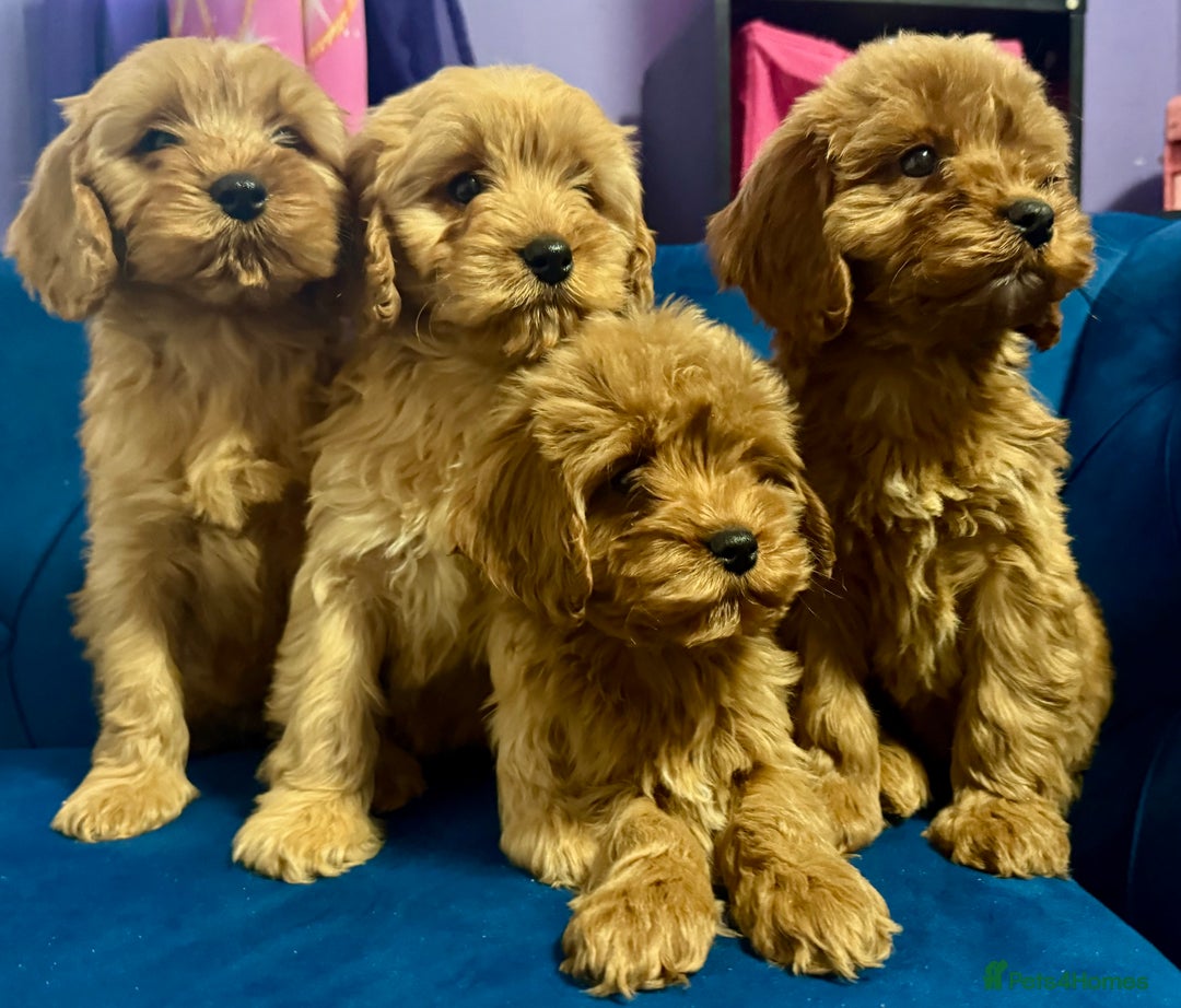 Cavapoo dogs for sale: Ready to go🏡 ONLY girls !  - Image 8