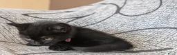 Mixed Breed cats for sale: Kitten  - Advert 15