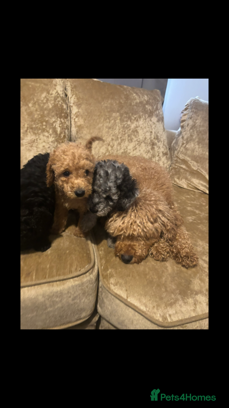 Miniature Poodle dogs Poodle puppies  - Advert 13