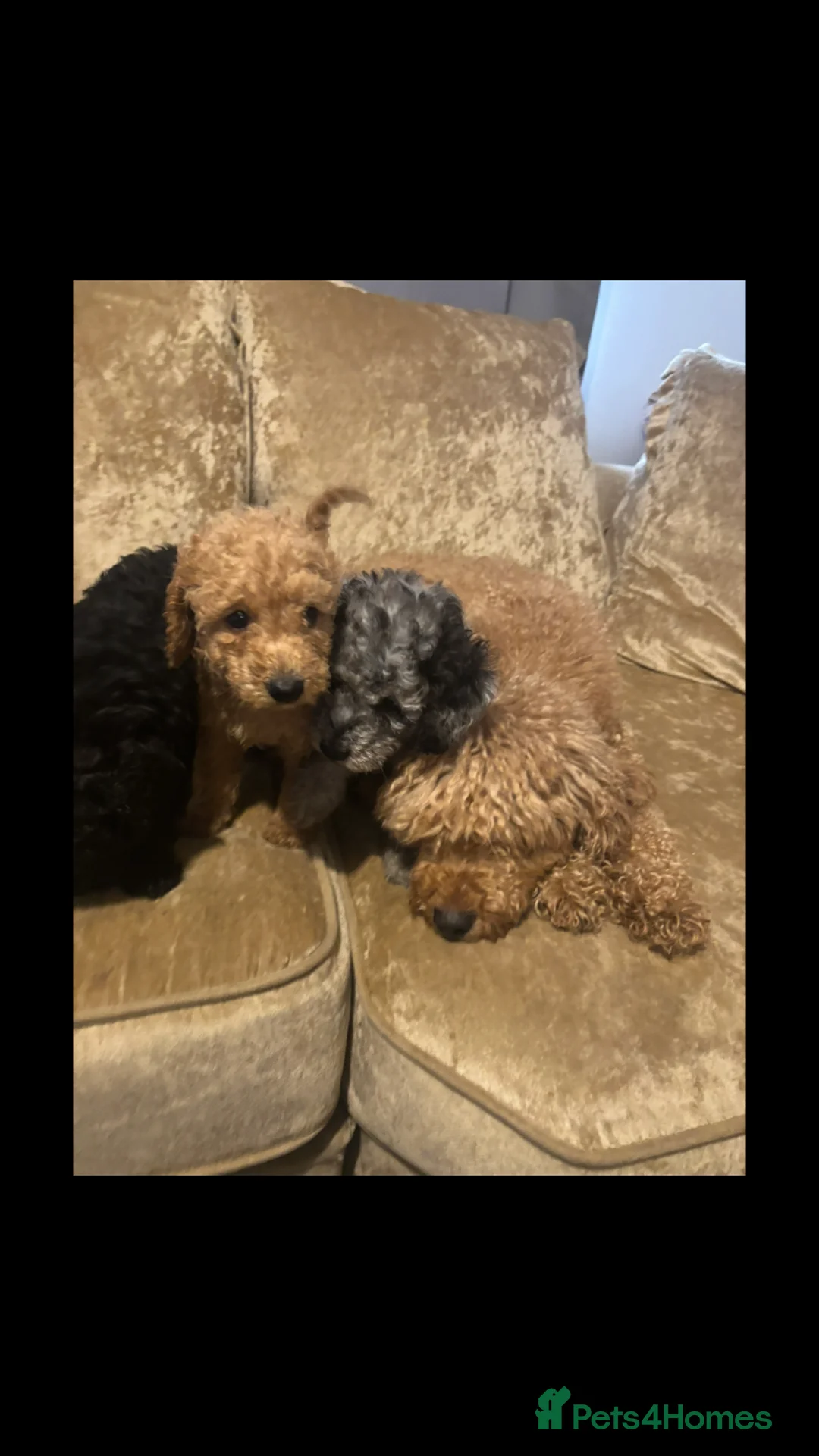 Miniature Poodle dogs for sale: Poodle puppies  - Advert 1