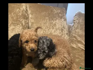 Miniature Poodle dogs Poodle puppies - Advert 14