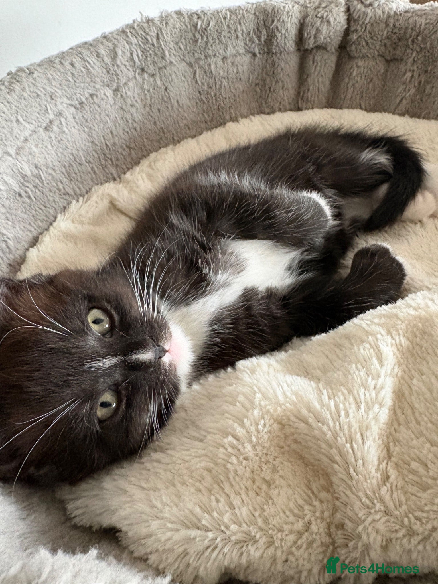 Maine Coon cats 🐾LAST KITTEN🐾 Polydactyl kittens  - Advert 4
