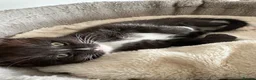 Maine Coon cats for sale: 🐾LAST KITTEN🐾 Polydactyl kittens  - Advert 1