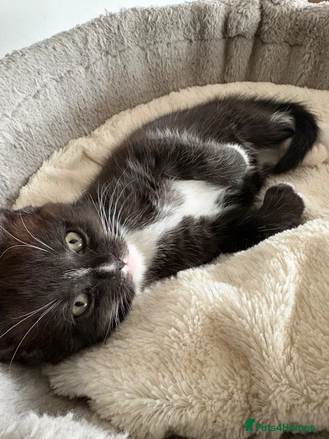 Maine Coon cats for sale: 🐾LAST KITTEN🐾 Polydactyl kittens  - Advert 1