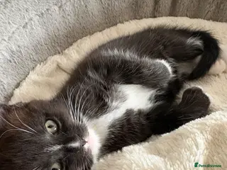 Maine Coon cats 🐾LAST KITTEN🐾 Polydactyl kittens - Advert 4