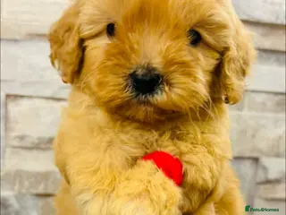 Cavapoochon dogs Stunning Cavapoochon puppies ready to go Monday - Advert 1