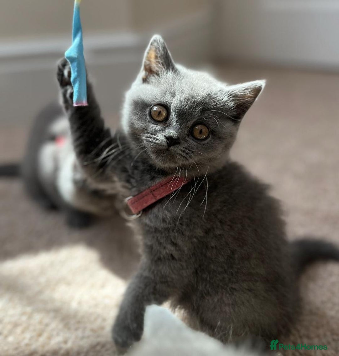 British Shorthair cats for sale: *** Pedigree British Shorthair Kittens *** - Image 5