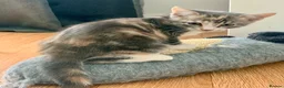 Mixed Breed cats for sale: Ragdoll mix mother - Advert 10