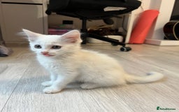 Turkish Angora cats for sale: cute white kittens - Image 12