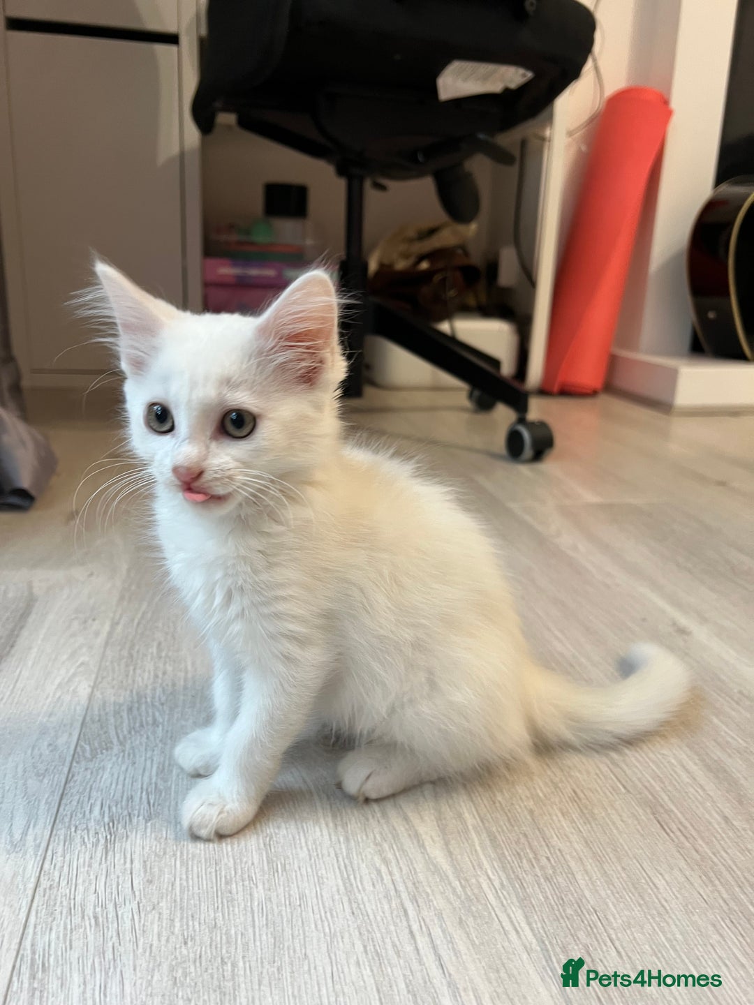 Turkish Angora cats for sale: cute white kittens - Image 12