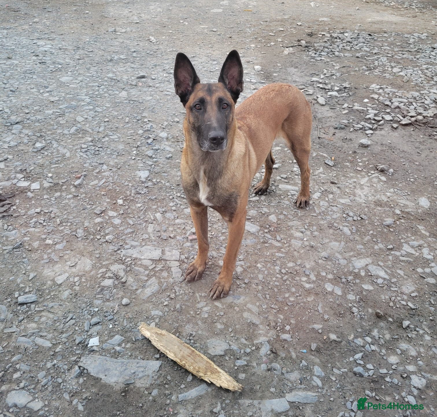 Belgian Shepherd Dog dogs Belgian malinois cross Czech Shepherd  - Advert 7