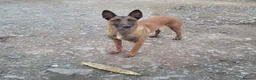 Belgian Shepherd Dog dogs for sale: Belgian malinois cross Czech Shepherd  - Advert 1